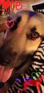 Shepherd dog wrapped in zebra blanket on cozy couch.