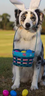 Dog wearing bunny ears with Easter basket sitting on grass.