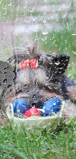 Yorkshire Terrier with eggs and red bow on green grass.