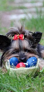 Cute dog with red bow and Easter eggs on grass.