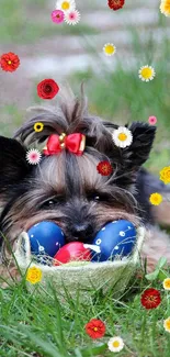 Yorkshire Terrier with Easter eggs on grass background.