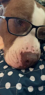 Cute brown dog with glasses sleeps on a polka dot quilt.