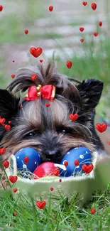 Cute dog with heart decorations in grass with basket.