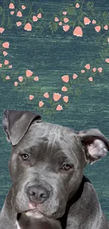 Cute grey dog with heart background on teal textured wall.