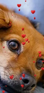 Close-up of a cute dog with animated red heart bubbles.