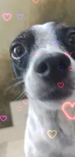 Close-up of cute dog with glowing heart effects.