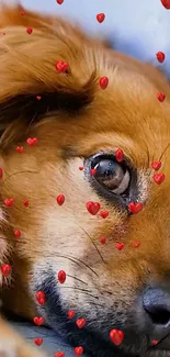 Cute dog surrounded by red hearts, perfect for wallpaper.