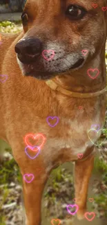 Adorable dog with colorful hearts background.