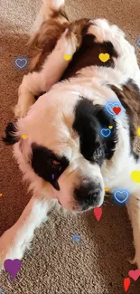 Adorable St. Bernard dog with colorful hearts on a carpet.