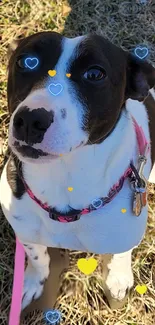 Cute dog with hearts on grassy background wallpaper.