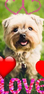 Cute dog with hearts and 'Love' text on green grass