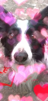 Cute black and white dog with red hearts wallpaper.