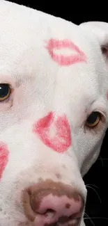 White dog with red lipstick marks on face, against black background.