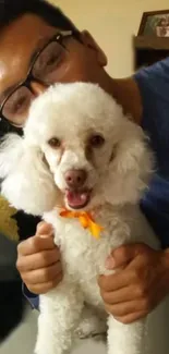 Cute white dog with curly fur, held by a smiling person.