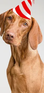 Brown dog with red party hat on light background.