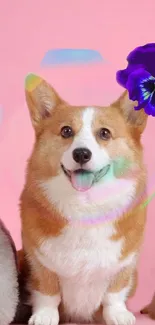 Adorable corgi with a pink background and colorful bubble.