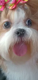 Cute fluffy dog with pink bows and big eyes.