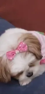 Cute dog with a pink bow sleeping on a cushion.