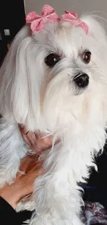 White dog with pink bows in a cozy setting.