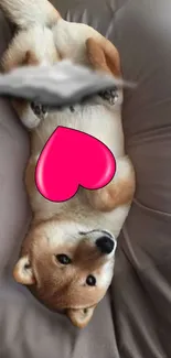 Cute dog on a cushion with a pink heart overlay.