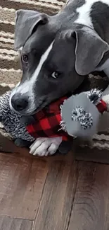 A cute dog plays with a plaid plush toy on a patterned floor.