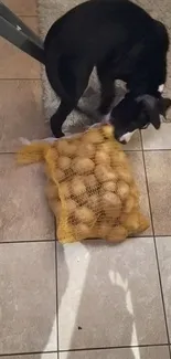 A black dog sniffing a sack of potatoes on tiled floor.