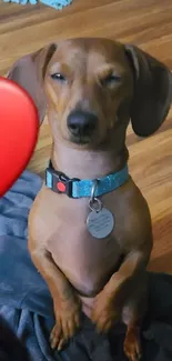 Cute dachshund sitting with a red heart emoji on wooden floor.