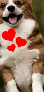 Cute dog with red hearts mobile wallpaper.