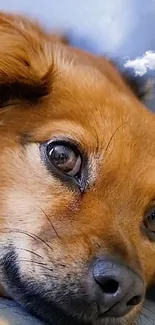 Cute brown dog with sky reflection in eyes as a calming wallpaper.