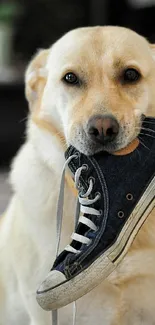 Cute dog holding a sneaker on mobile wallpaper.