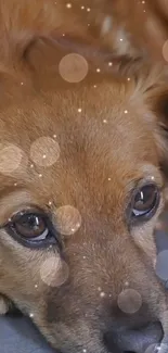 Cute brown dog with sparkling background on wallpaper.