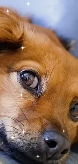 Cute brown dog with sparkling eyes resting.