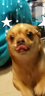 Cute dog with tongue out and star effects on a teal background.