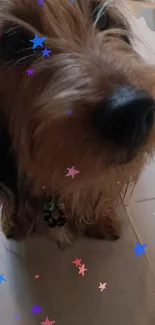 Cute dog with colorful stars on wood floor wallpaper.