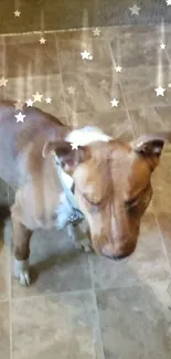 Cute dog with starry overlay, creating a charming wallpaper.