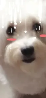 Cute fluffy dog with stars and blush effects on a white background.