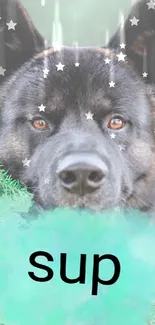 Cute fluffy dog with stars and green accents, saying 'sup'.