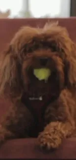 Fluffy brown dog with tennis ball on couch.