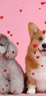 Cute poodle and corgi with red hearts on a pink background.