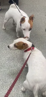 Jack Russell puppies interacting on leash.