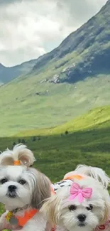 Two fluffy dogs with bows in a scenic green landscape.