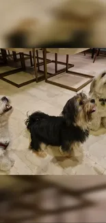 Three cute dogs on a marble floor. Perfect mobile wallpaper.