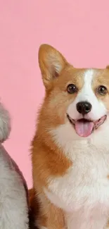 Cute corgi and poodle on a pink background mobile wallpaper.