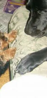 Cute black dog and tiny puppy on a floral sofa.