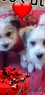 Two fluffy dogs with a red heart and gift box.