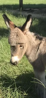 Cute donkey standing in green field.