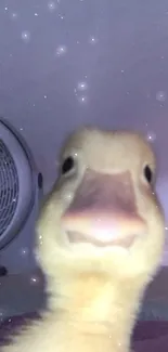 Close-up of a cute yellow duck looking at the camera, background fan visible.