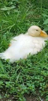 White duck sitting in green grass.