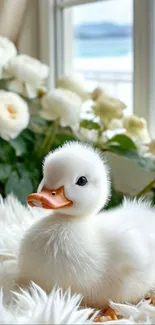 Cute duckling sits on white fur near roses and window.