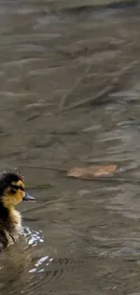 A cute duckling swimming in calm water, perfect for a mobile wallpaper.